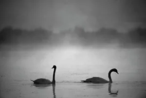 Mute Swan, Cygnus olor, UK, autumn