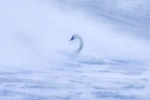 Motion Blur Prints: Mute Swans Cygnus olor in rough seas winter