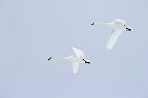 Mute Swan Cygnus olor in flight UK winter