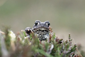 Toad Prints: Natterjack Toad on heath UK summer