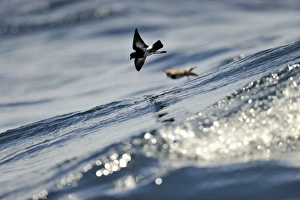 New Zealand Storm Petrel Oceanites maorianus Hauraki Gulf off North Island New Zealand