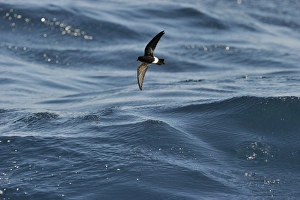New Zealand Storm Petrel Oceanites maorianus Hauraki Gulf off North Island New Zealand