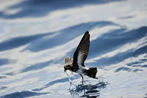 New Zealand Prints: New Zealand Storm Petrel Oceanites maorianus Hauraki Gulf off North Island New Zealand