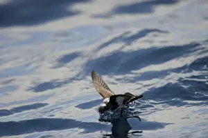 New Zealand Storm Petrel Oceanites maorianus Hauraki Gulf off North Island New Zealand