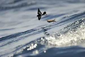 New Zealand Storm Petrel Oceanites maorianus Hauraki Gulf off North Island New Zealand