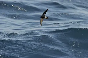 New Zealand Storm Petrel Oceanites maorianus Hauraki Gulf off North Island New Zealand
