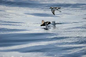 New Zealand Storm Petrel Oceanites maorianus Hauraki Gulf off North Island New Zealand