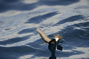 New Zealand Storm Petrel Oceanites maorianus Hauraki Gulf off North Island New Zealand