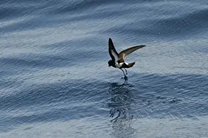 : New Zealand Storm Petrel Oceanites maorianus Hauraki Gulf off North Island New Zealand