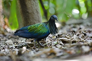 Images Dated 1st August 2011: Nicobar Pigeon (Caloenas nicobarica) captive