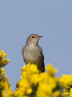 Warbler Prints: Nightingale Luscinia megarhynchos Suffolk April