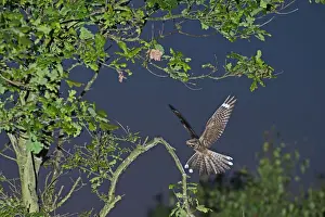 Trending: Nightjar Capremulgus europaea alighting on song post Norfolk June
