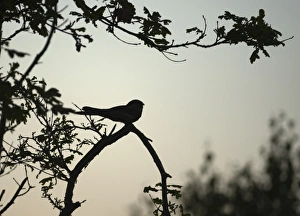 Nightjar Capremulgus europaea silhouetted on song post Norfolk June Nightjar Capremulgus europaea silhouetted on song post Norfolk June