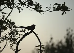 Nightjar Capremulgus europaea silhouetted on song post Norfolk June