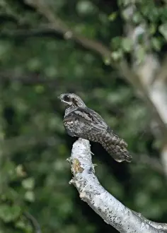 Nightjar Caprimulgus caprimulgus male churring on song perch North Norfolk summer