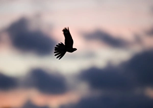 Nightjar Caprimulgus europaea over heath Norfolk June