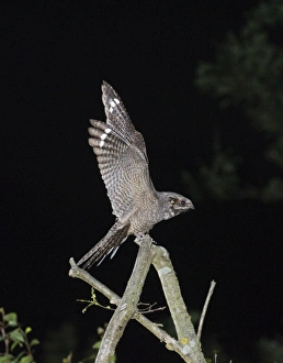 Nightjar Caprimulgus europaea male arriving at song post Norfolk June Nightjar Caprimulgus europaea male arriving at song post Norfolk June