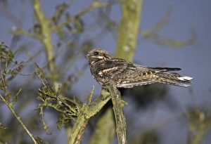 Nightjar Caprimulgus europaea male churring on song post Norfolk May Nightjar Caprimulgus europaea male churring on song post Norfolk May