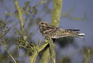 Nightjar Prints: Nightjar Caprimulgus europaea male churring on song post Norfolk May