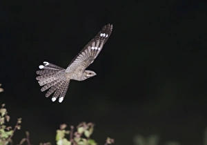Nightjar Caprimulgus europaea male in display flight Norfolk May Nightjar Caprimulgus europaea male in display flight Norfolk May