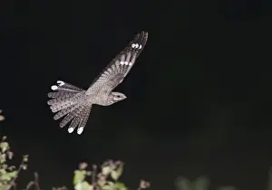 Nightjar Prints: Nightjar Caprimulgus europaea male in display flight Norfolk May