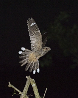 Nightjar Caprimulgus europaea male leaving song post Norfolk June Nightjar Caprimulgus europaea male leaving song post Norfolk June