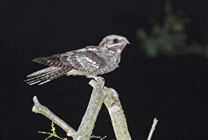 Nightjar Caprimulgus europaea male at song post Norfolk June Nightjar Caprimulgus europaea male at song post Norfolk June