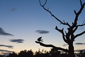 Nightjar Caprimulgus europaeus at dusk on heath North Norfolk July