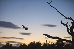 Nightjar Caprimulgus europaeus Norfolk July