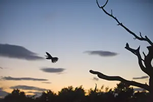 Nightjar Caprimulgus europaeus at dusk on heath North Norfolk July