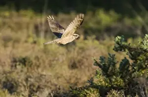 Nightjar Prints: Nightjar Caprimulgus europaeus female in in flight over heath just prior to dusk