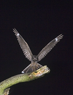 Nightjar Caprimulgus europaeus landing on song post on heath North Norfolk July Nightjar Caprimulgus europaeus landing on song post on heath North Norfolk July