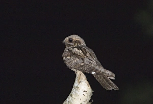Nightjar Caprimulgus europaeus male churring (singing) from song post on forest edge Nightjar Caprimulgus europaeus male churring (singing) from song post on forest edge