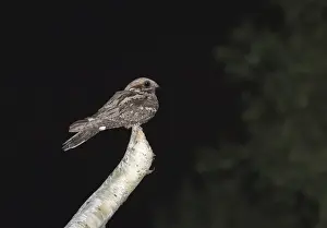 Nightjar Caprimulgus europaeus male churring (singing) from song post on forest edge