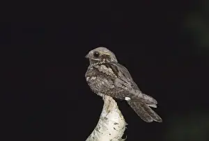 Sing Prints: Nightjar Caprimulgus europaeus male churring (singing) from song post on forest edge