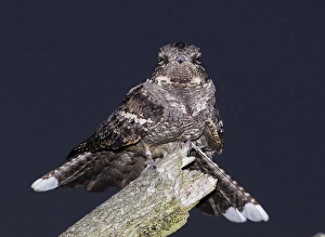 Nightjar Caprimulgus europaeus male churring on song post North Norfolk June Nightjar Caprimulgus europaeus male churring on song post North Norfolk June
