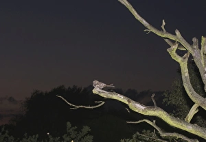 Nightjar Caprimulgus europaeus Norfolk