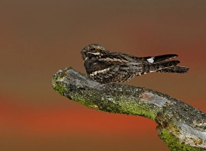 Nightjar Caprimulgus europaeus male on song post North Norfolk June