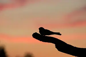 Trending: Nightjar Caprimulgus europaeus male churring on song post North Norfolk June
