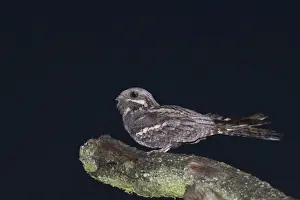 Nightjar Caprimulgus europaeus male churring on song post North Norfolk June