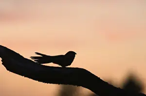 Nightjar Caprimulgus europaeus male churring on song post North Norfolk June