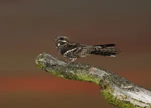 Nightjar Caprimulgus europaeus male churring on song post North Norfolk June
