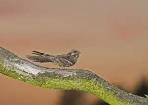 Nightjar Caprimulgus europaeus male churring on song post North Norfolk June