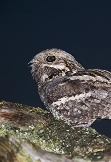 Nightjar Caprimulgus europaeus male churring on song post North Norfolk June