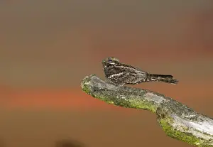 Nightjar Caprimulgus europaeus male churring on song post North Norfolk June