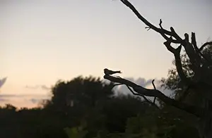 Nightjar Caprimulgus europaeus male churring on song post North Norfolk June