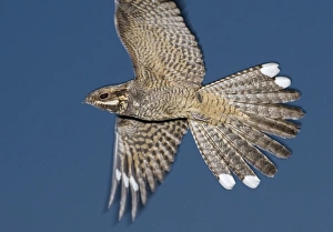 Nightjar Caprimulgus europaeus Norfolk