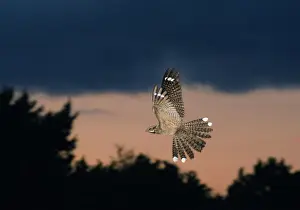 Dusk Prints: Nightjar Caprimulgus europaeus male in display flight North Norfolk June