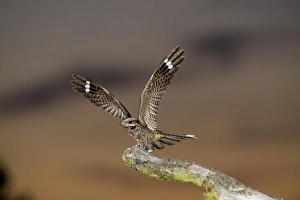 Nightjar Caprimulgus europaeus Norfolk