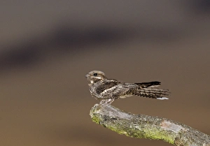 Nightjar Caprimulgus europaeus Norfolk